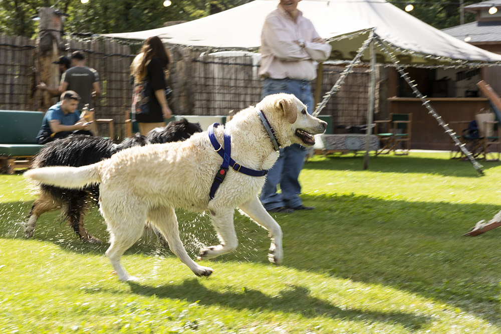 Cerdanya Dogfest 2024
Festa per gossos a la Cerdanya. Can gos.