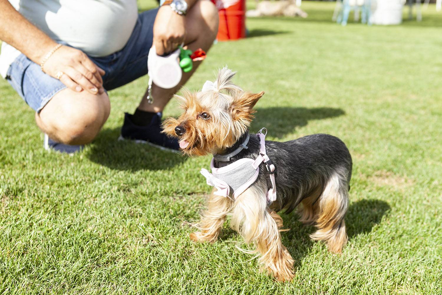 Cerdanya DogFest