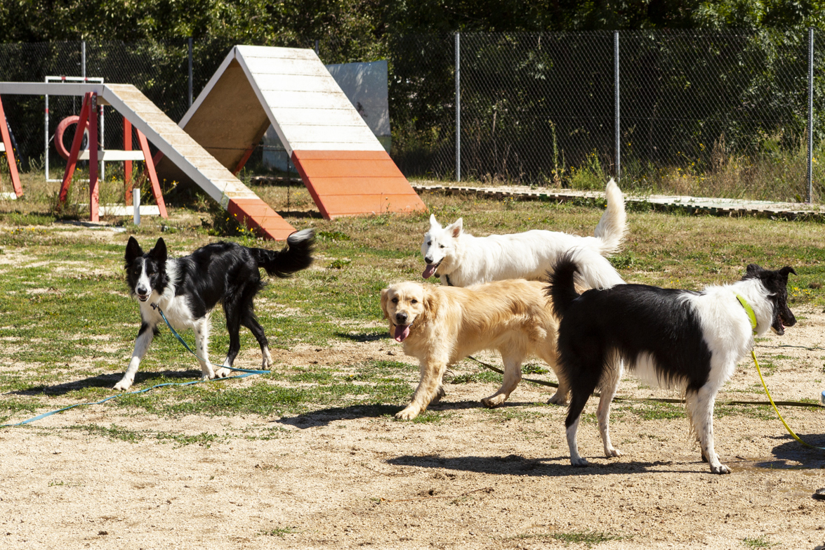 Centro canino
