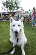 Cerdanya DogFest