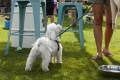 Cerdanya DogFest