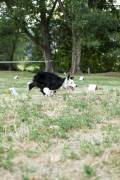 Cerdanya DogFest