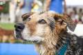 Cerdanya DogFest
