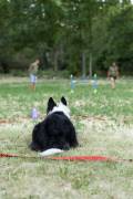 Cerdanya DogFest