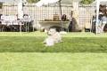 Cerdanya DogFest