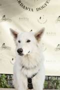 Cerdanya DogFest
