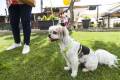 Cerdanya DogFest