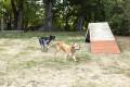 Cerdanya DogFest